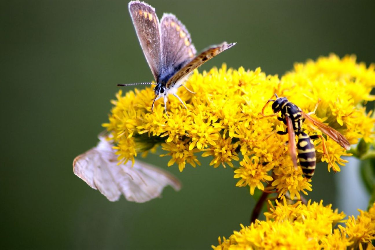 lepidotteri e predatori